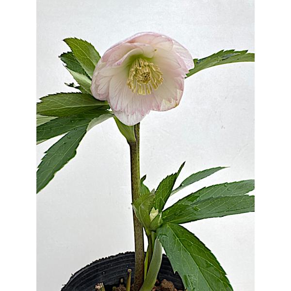 クリスマスローズ 開花苗 064 ラパン : 花郷園 KAGOEN NURSERY - 通販