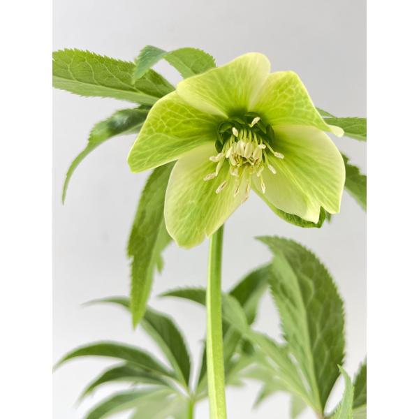 クリスマスローズ 開花苗 100 : 花郷園 KAGOEN NURSERY - 通販 - Yahoo