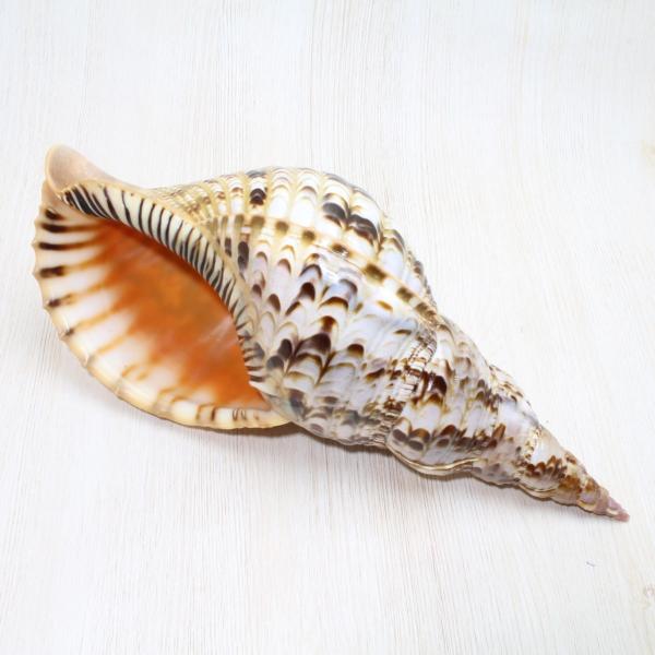 ホラ貝（法螺貝）Mサイズ 貝殻 約28〜30cm ホラガイ インテリア