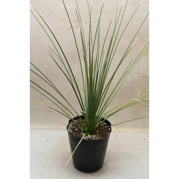 ダシリリオン ロンギシマム 5号ポット : 金井園芸 - 通販 - Yahoo