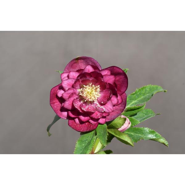 クリスマスローズ開花株 DDグロッシーカラー☆多弁系グロスサイレント