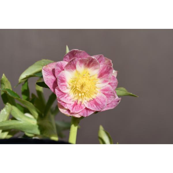 クリスマスローズ開花株 DDグロッシーカラー☆グロスプリマヴェーラ