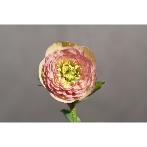 クリスマスローズ開花株 DDアンティークアフロディーテ 432 現品限り