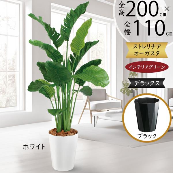 ストレリチア ストレチア 大型 観葉植物 おしゃれ 人気 インテリア