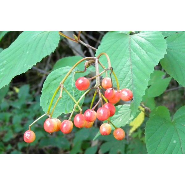 ミヤマガマズミ苗木 30〜50cm前後 : キヨタキナーセリー - 通販