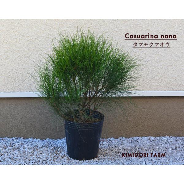 タマモクマオウ 麻黄 50-60cm 植木 庭木 ガーデニング オージー