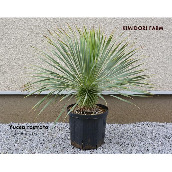 kimidori-onlineshop_yuccarost