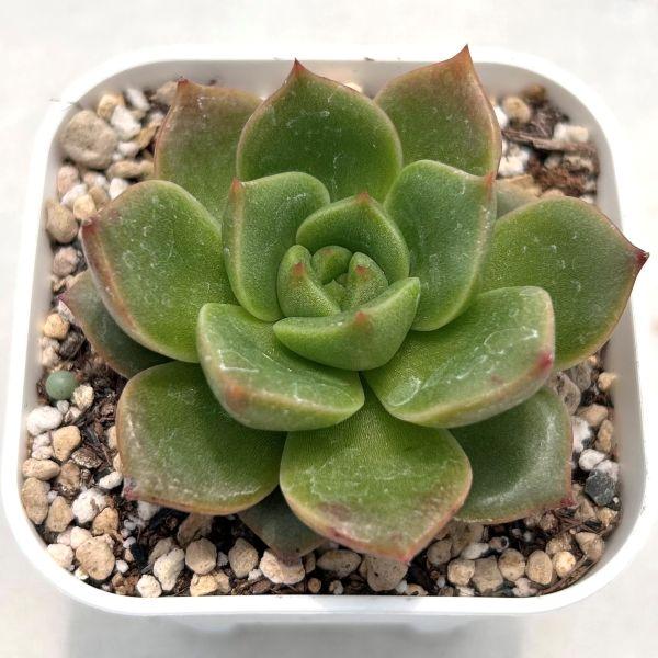 多肉植物 エケベリア ピーチピンク 7.5cmポット苗 : ハニーミント