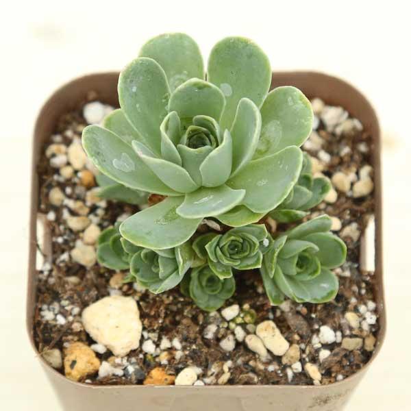 多肉植物 アエオニウム マウンテンローズ 7.5cmポット苗 : ハニー