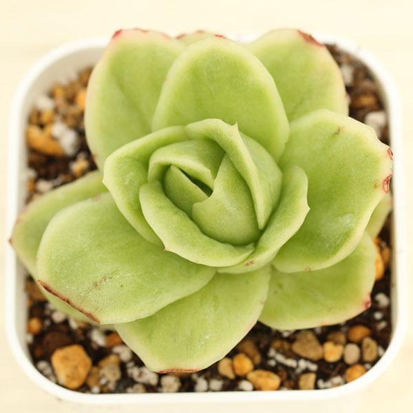 多肉植物 エケベリア アイスラブリーローズ錦 7.5cmポット苗 : ハニー