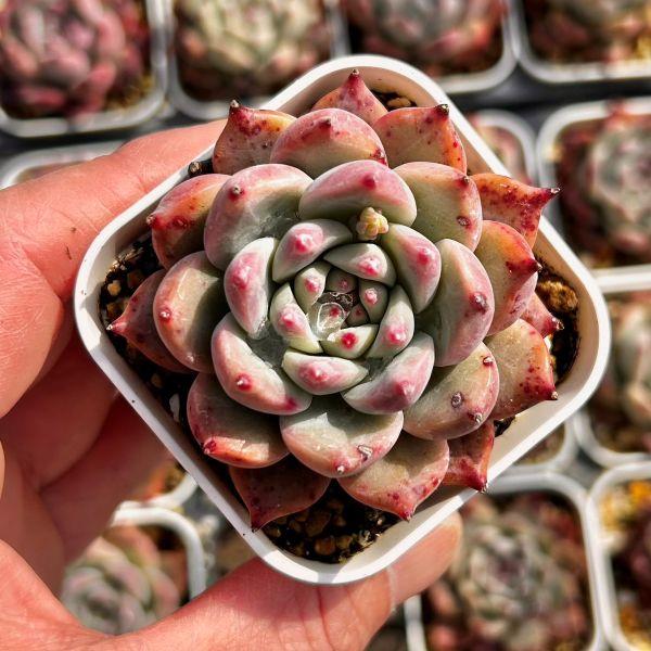 多肉植物 エケベリア コロラータフォルマ 7.5cmポット苗 : ハニー