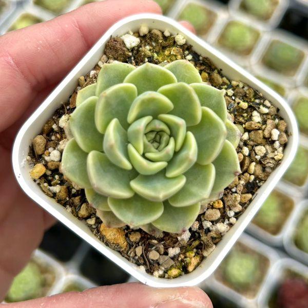 多肉植物 エケベリア ピンクドール錦 7.5cmポット苗 : ハニーミント