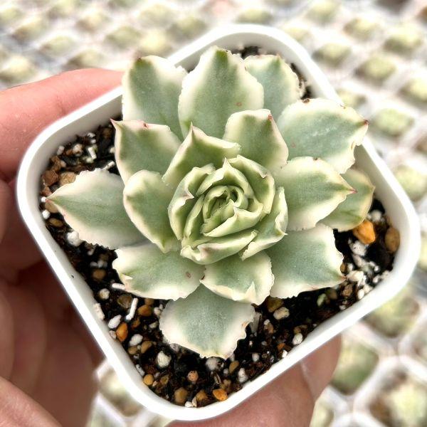 多肉植物 エケベリア パープルバタフライ錦 7.5cmポット苗 : ハニー