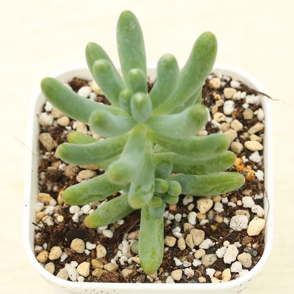 多肉植物 セダム 乙女心 7.5cmポット苗 : ハニーミント - 通販 - Yahoo