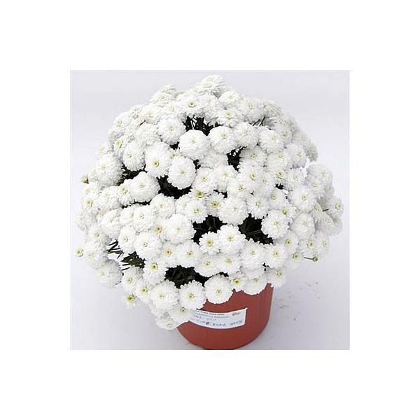 マーガレット 花 苗 八重咲き サマーソング ホワイト 9cmポット 1株