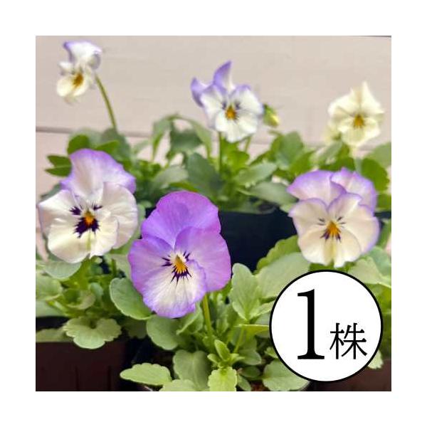 パンジー フリルブルースワール 花ろまん フリルシリーズ ポット苗 1