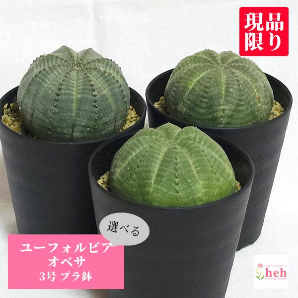 ユーフォルビア オベサ 3号 セラアート鉢 種類 珍奇 ビザール プランツ