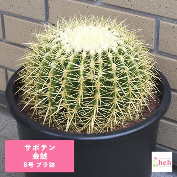 hanaerikaheh2008y_sb-ks80