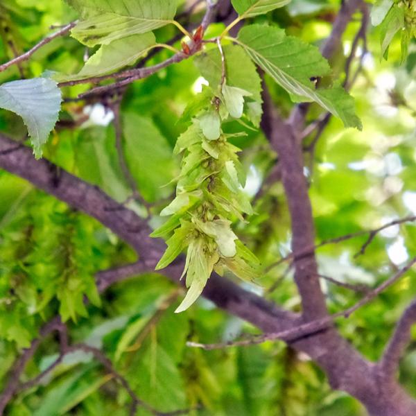 植木 盆栽 アカシデ」の人気商品一覧 | 安い商品を通販サイトから探す