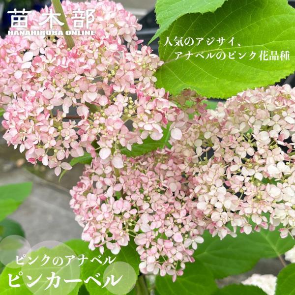 hanahirobaonline_niwaki-ajisai