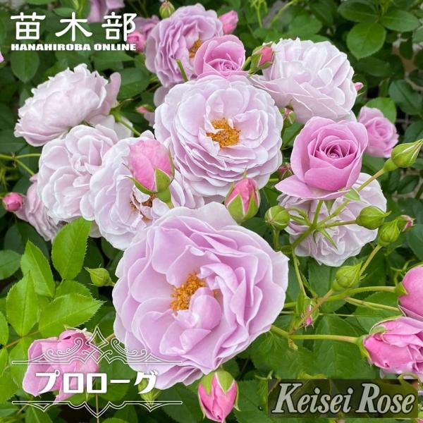 hanahirobaonline_rose-sh-prolouge