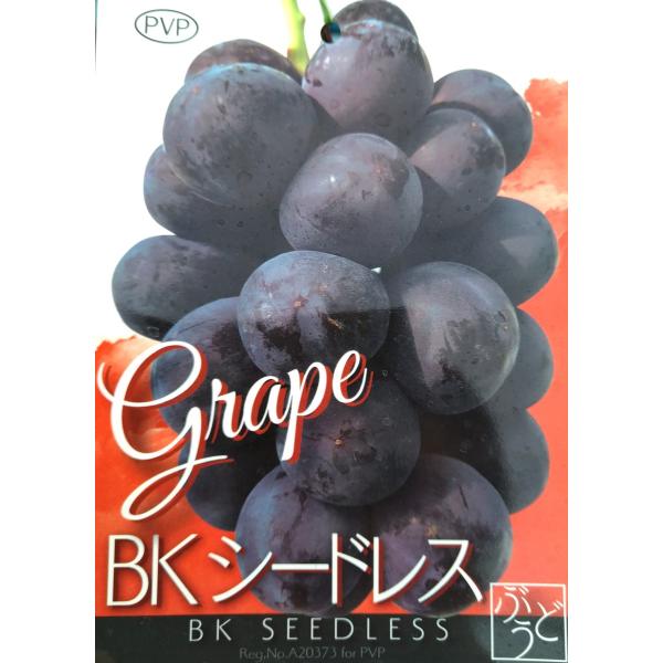 hanaikushop_ki-kazyu-bk