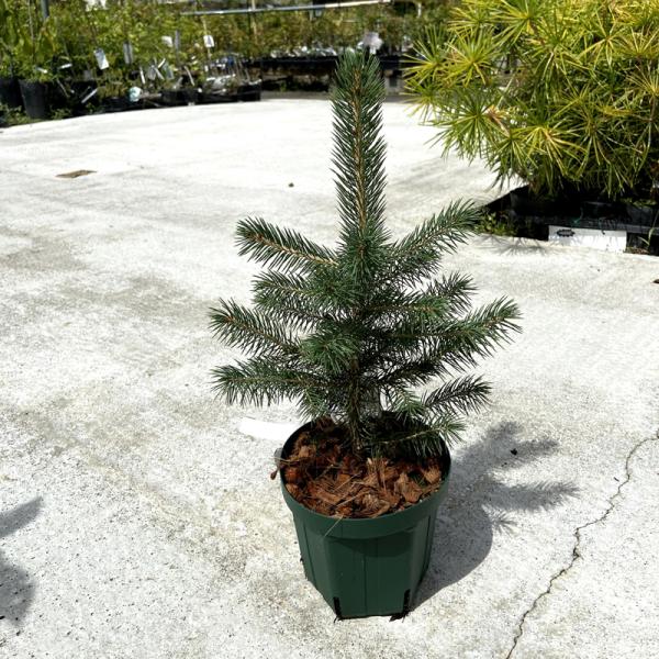 コニファー ピセア・プンゲンス スーパーブルーシードリング(SBS)の苗