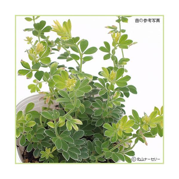 ロータス・ブリムストーンの苗 : 植物・園芸専門店 花育通販Yahoo!店