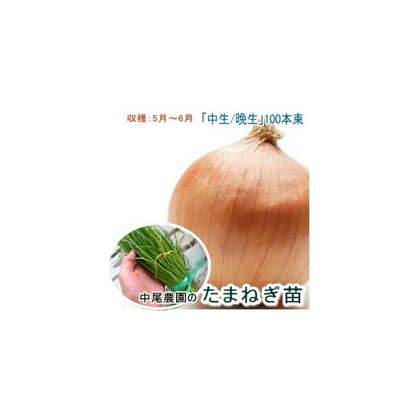 12月12日(金)が今期最終発送】玉ねぎ 苗 100本＼10月末から発送／(中生