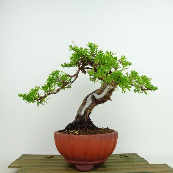 haniwa-bonsai_017-22400-10