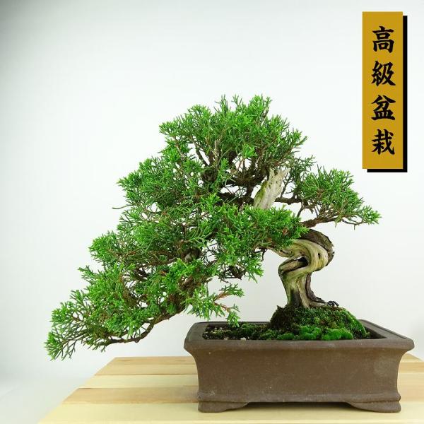 haniwa-bonsai_017-221000-05