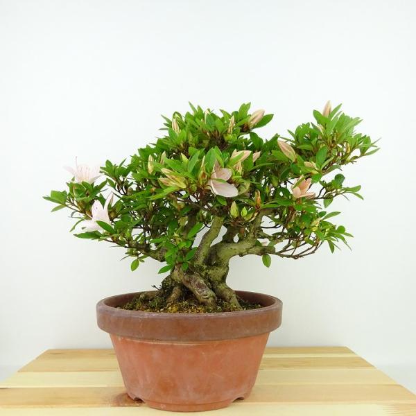 haniwa-bonsai_140-23700-02