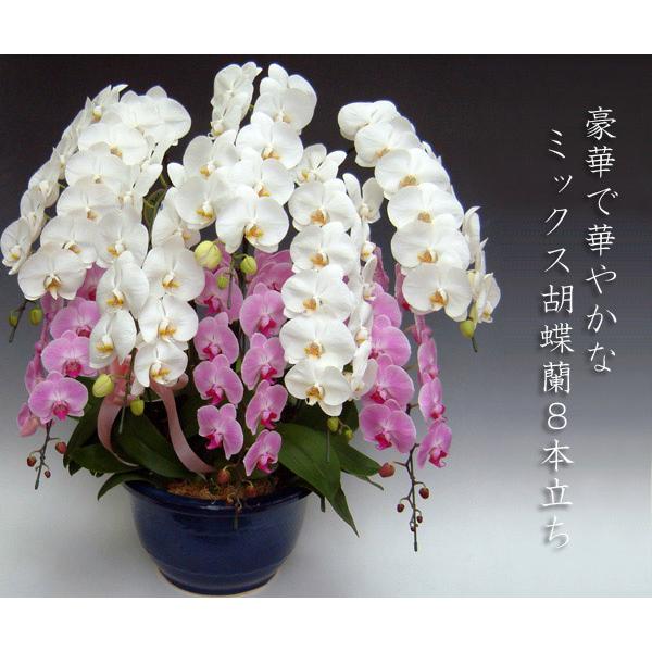 豪華胡蝶蘭 大輪2色ミックス 8本立ち ☆関東限定お届けとなります