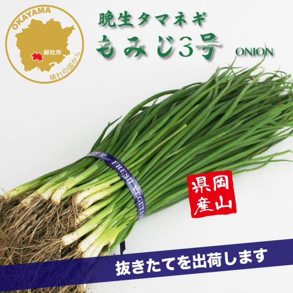 タマネギ もみじ3号 晩生 野菜苗 100本 岡山県産 たまねぎ苗 フラワー
