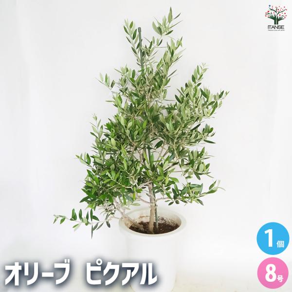 オリーブ ピクアル 果樹の苗木 8号/1個売り オリーブの実 植木