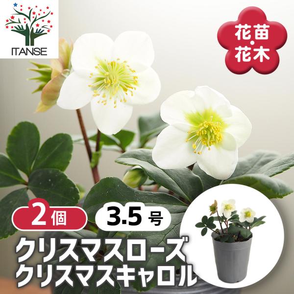 クリスマスローズ クリスマスキャロル 花苗 3.5号/お買い得2個セット