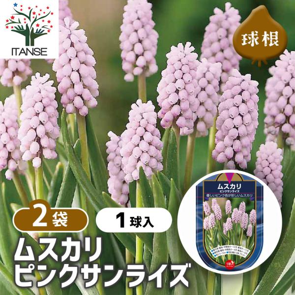 球根 ムスカリ ピンクサンライズ 花球根 1球/お買い得2個セット 球根の