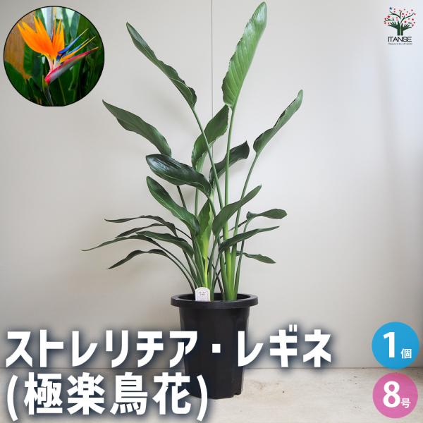ITANSE ストレリチア レギネ(極楽鳥花) 観葉植物 8号鉢/1個売り 観葉