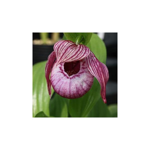 武徳産ホテイアツモリソウ 花1芽株 : 岩崎園芸ネットストア Yahoo店