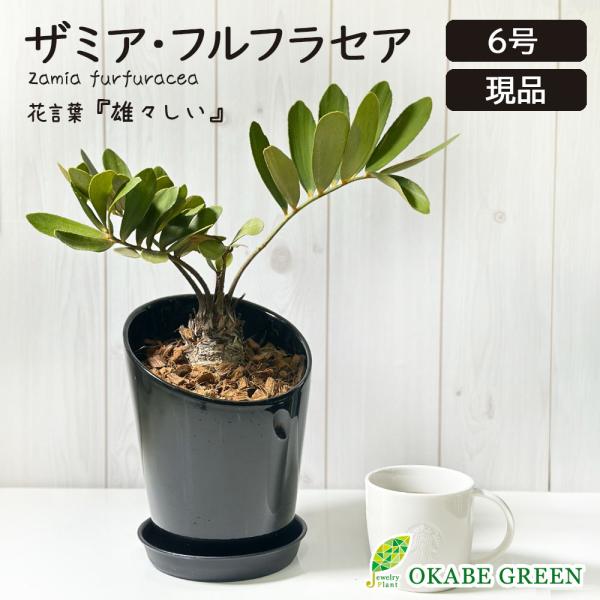 観葉植物 おしゃれ メキシコ ソテツ ザミア フルフラケア 現品 6号 黒