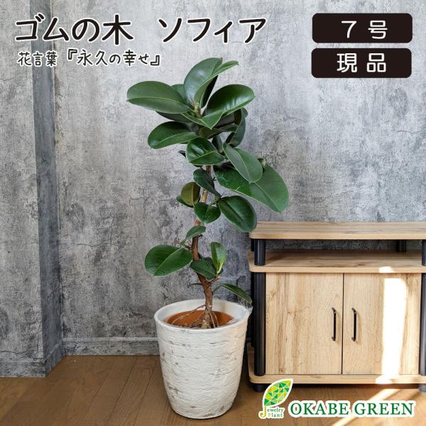 観葉植物 大型 ゴムの木 フィカス ソフィア 幹曲がり 8号 現品