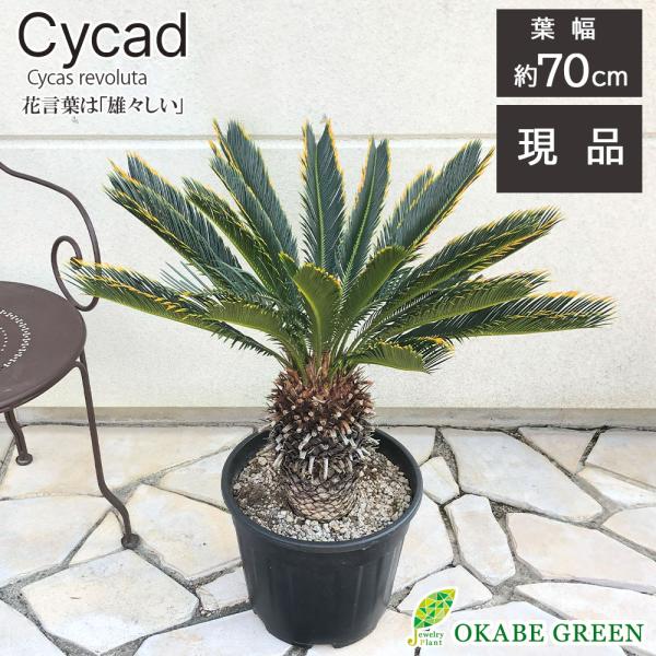 観葉植物 おしゃれ 大型 本物 キンカンソテツ 10号 現品 金冠 金環 黒