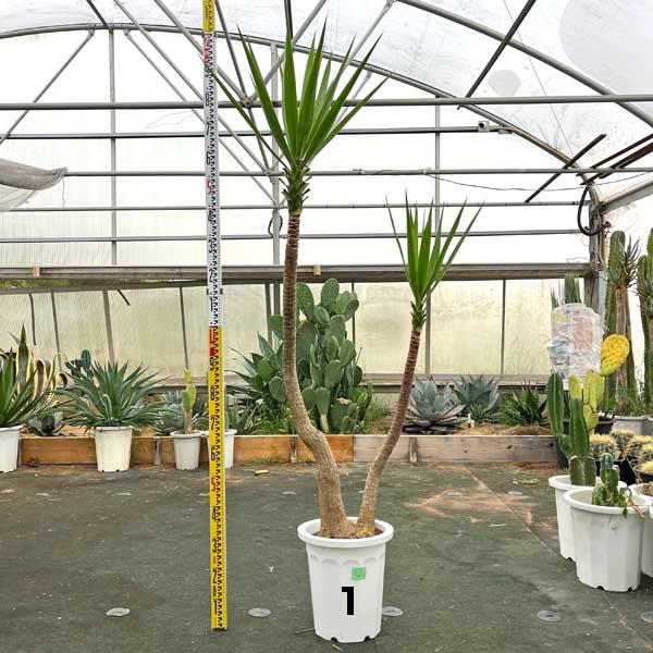 2ヘッド ユッカ エレファンティペス ドライガーデン ロックガーデン