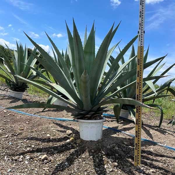 アメリカーナ リュウゼツラン アガベ アオノリュウゼツラン 観葉植物