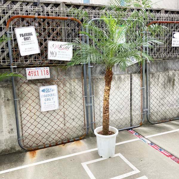 2025年度販売1000本突破! フェニックス・ロベリニー ヤシ 10号M ヤシの