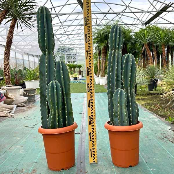 3頭立ち サボテン 柱サボテン 多肉植物 8号 ドライガーデン