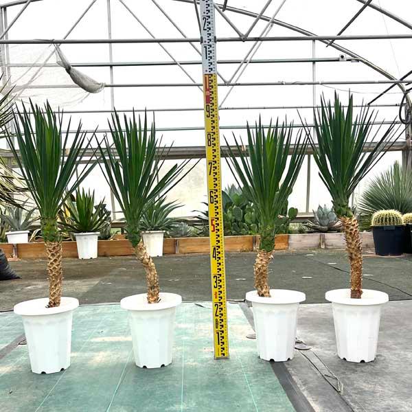 アロイフォリア ユッカ・アロイフォリア 観葉植物 お祝 新築祝い 開店