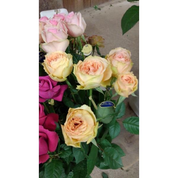 morinouen-store_18bariaikouennbh82