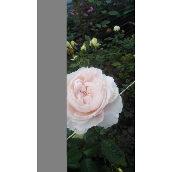 バラ苗 強香 シェリル4号 今井清作出 切り花品種接ぎ木（植え替えず