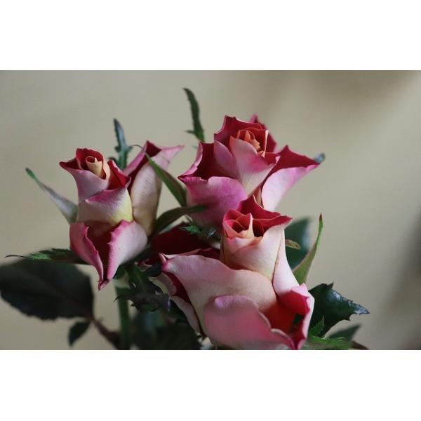 morinouen-store_19baraimaikn578